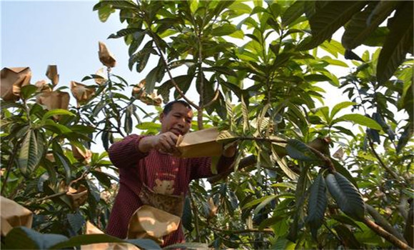 疏果套袋，提高質(zhì)量