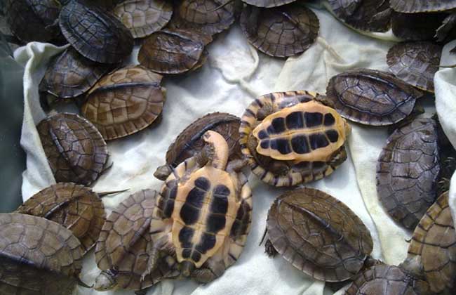 石金錢龜溫室設(shè)計方法 金錢龜飼養(yǎng)管理技術(shù)