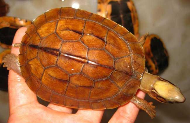 金錢(qián)龜?shù)膲勖卸嚅L(zhǎng) 金錢(qián)龜養(yǎng)殖