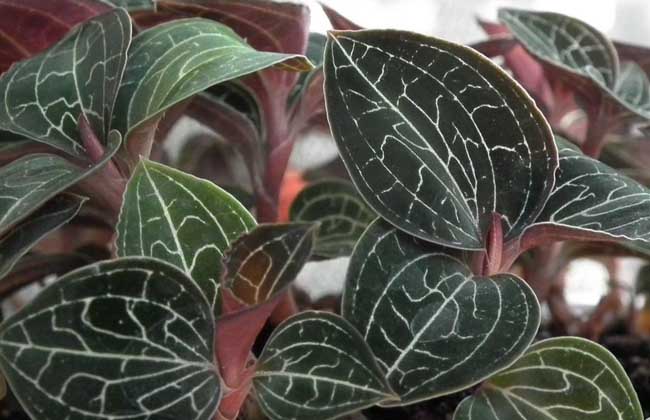 孕婦能吃金線蓮嗎 金線蓮種植技術(shù)