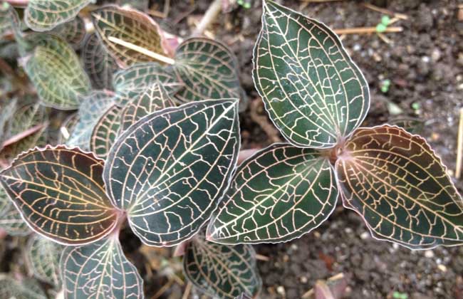 金線蓮多少錢一斤 金線蓮價格