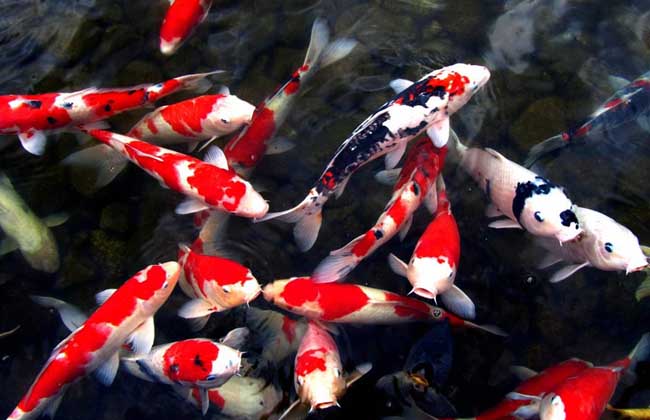 錦鯉常見病防治技術(shù) 錦鯉疾病防治