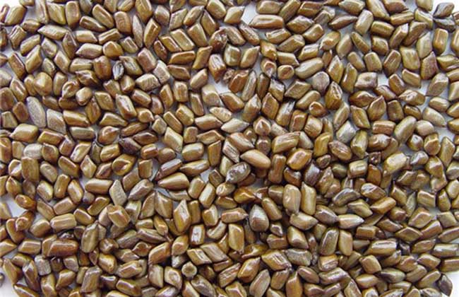 決明子的產(chǎn)地分布 決明子種植技術(shù)