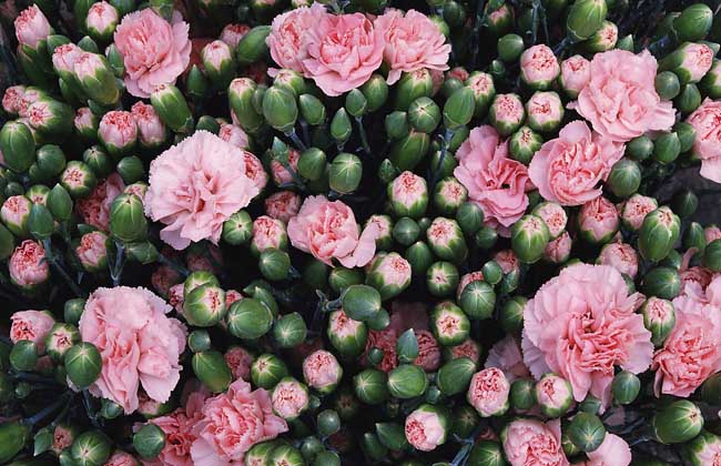 康乃馨花茶的功效與作用 康乃馨的功效與作用