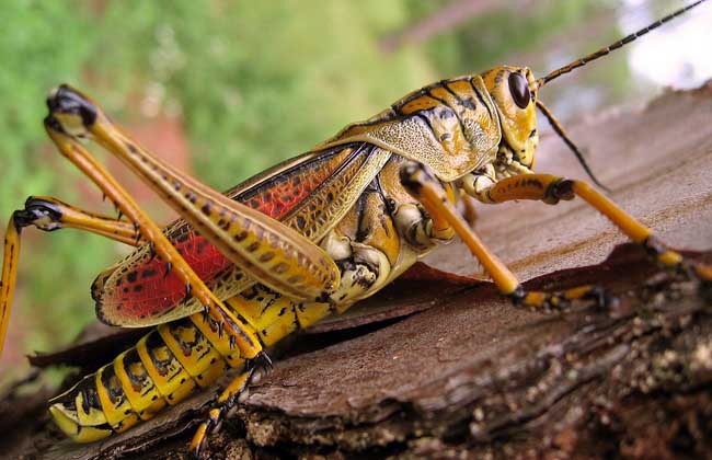 蝗蟲種類圖片大全 養(yǎng)蝗蟲的知識