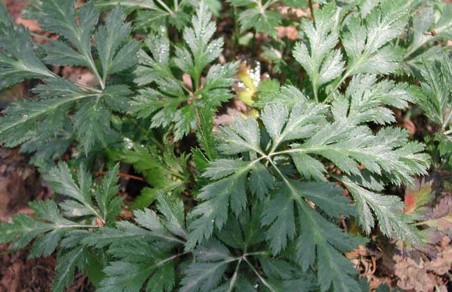 黃連的繁殖方法 黃連種植方法