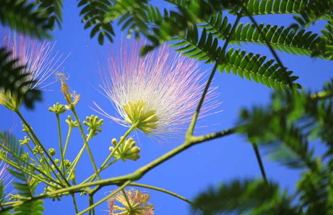 合歡花什么時候開 合歡花