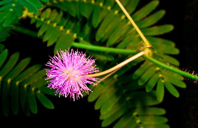 合歡花和含羞草的區(qū)別 合歡花