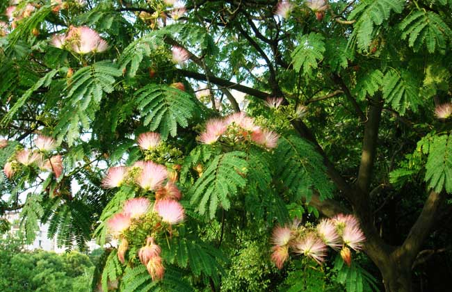 合歡花的產(chǎn)地分布 合歡花產(chǎn)地