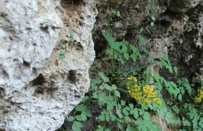 巖黃連圖片 黃連種植