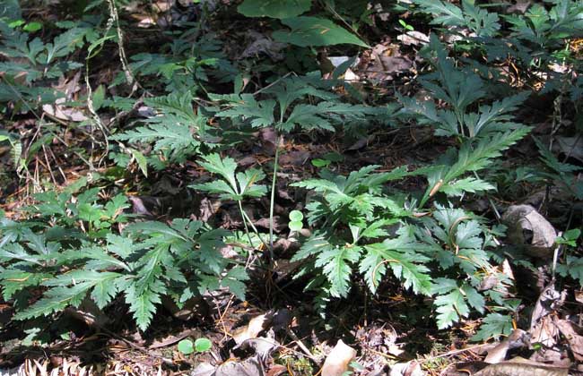 黃連圖片 黃連的資料