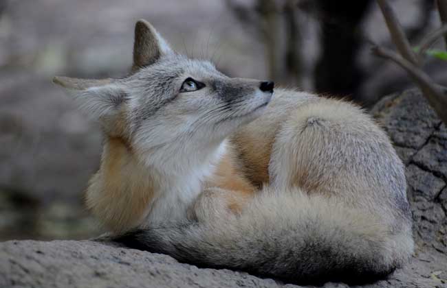 沙狐圖片 沙狐圖片