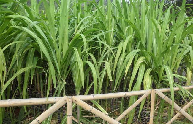 甘蔗的種植時(shí)間 其它作物種植