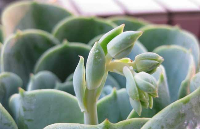 觀音蓮開(kāi)花嗎? 花卉怎么養(yǎng)