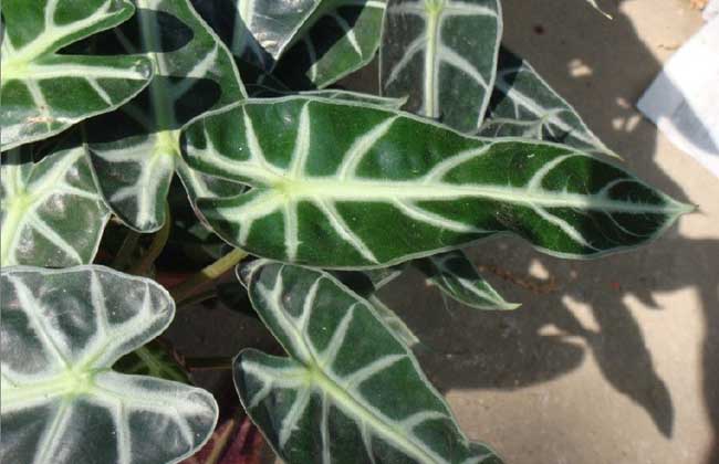 天南星科觀音蓮的水培方法 花卉的養(yǎng)殖方法