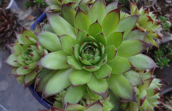 景天科觀音蓮葉子下垂的原因 觀音蓮掉葉子怎么辦