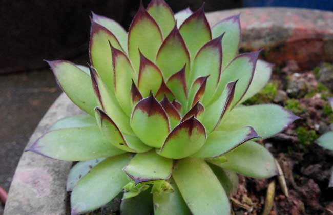 景天科觀音蓮圖片 花卉的養(yǎng)殖方法