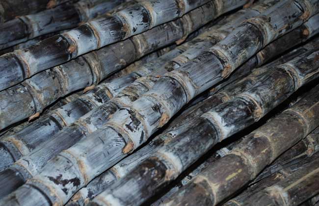 甘蔗的產(chǎn)地分布及其生長習(xí)性 其它作物種植技術(shù)