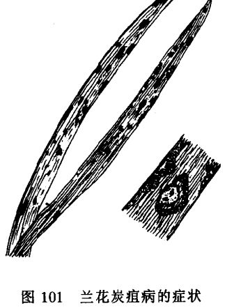 怎樣防治梅花和蘭花炭疽病圖 蘭花病蟲害防治技術