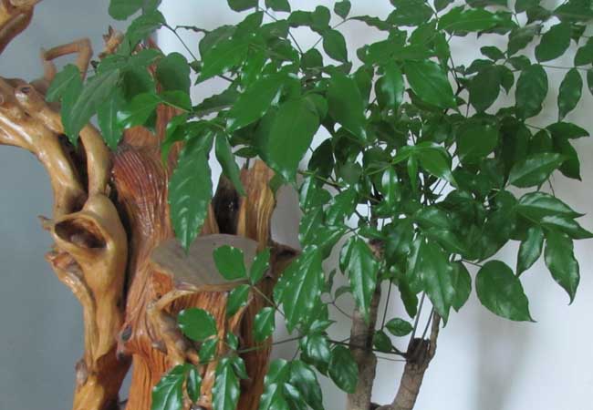 幸福樹的養(yǎng)殖方法和注意事項 幸福樹種植方法