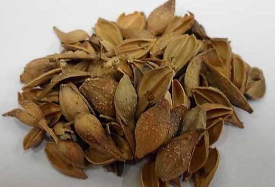 連翹的功效與作用詳解 連翹的功效與作用