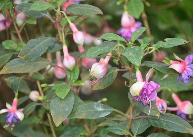 倒掛金鐘的養(yǎng)殖方法 倒掛金鐘的養(yǎng)殖方法