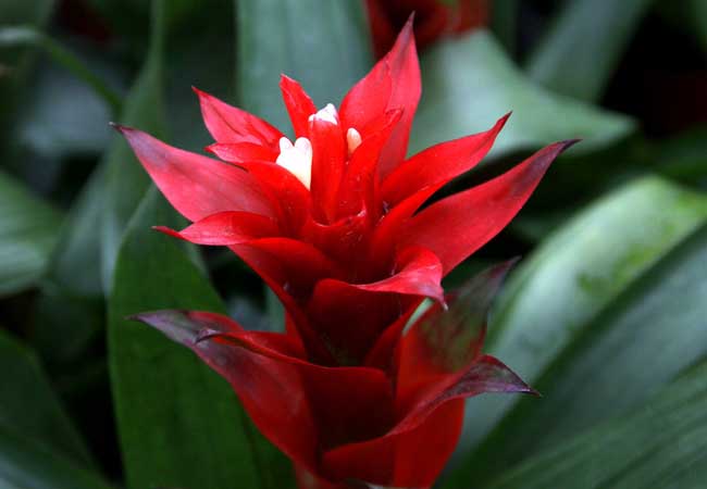 鳳梨花的作用有哪些? 鳳梨的功效與作用