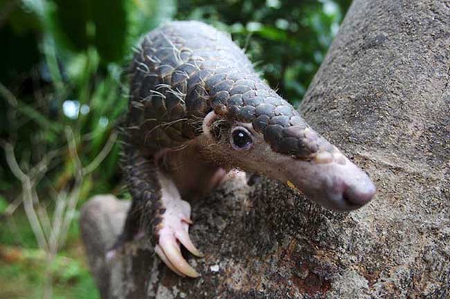 穿山甲養(yǎng)殖-穿山甲圖片 穿山甲怎么養(yǎng)