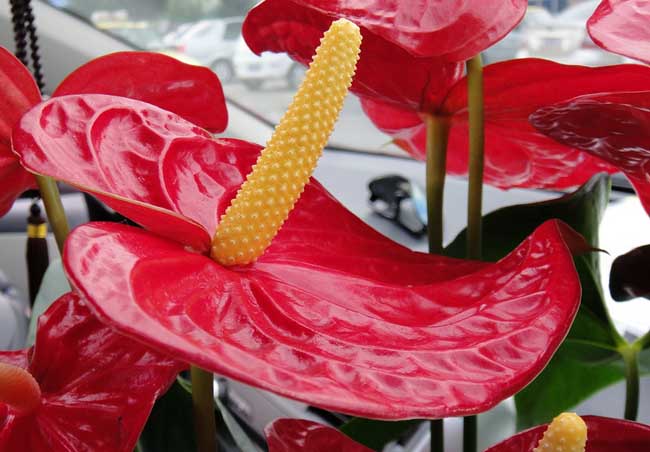 紅掌有毒嗎? 紅掌