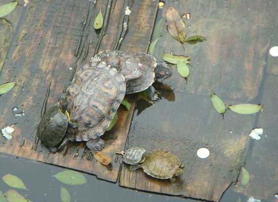 烏龜圖片 桑葚種植方法