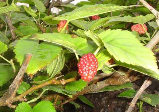 桑樹(shù)的功效與作用