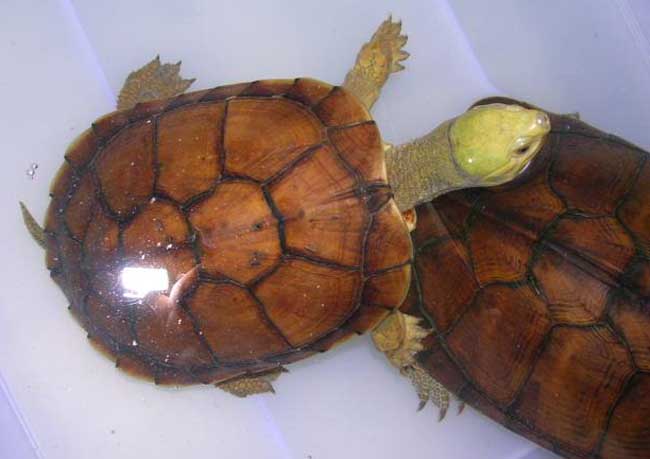 石金錢龜圖片 金錢龜行情