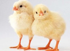 小雞怎么養(yǎng)最好？
