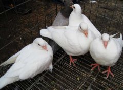 肉鴿如何才能提高成活率?