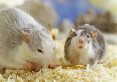 被老鼠咬了怎么辦？