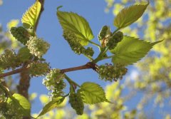 桑葚產(chǎn)地有哪些?