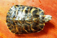 烏龜不吃食怎么辦？