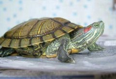 養(yǎng)巴西龜放多少水合適，巴西龜應該怎么換水？