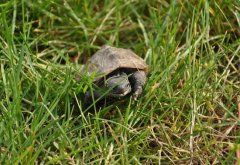 巴西龜?shù)酿B(yǎng)殖方法-巴西龜怎么養(yǎng)-巴西龜圖片