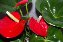 紅掌的養(yǎng)殖方法和注意事項(xiàng)(視頻)