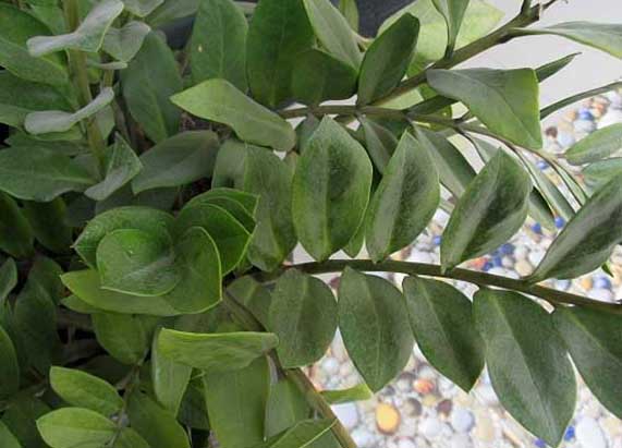 金錢樹的繁殖方法 花卉的繁殖方法