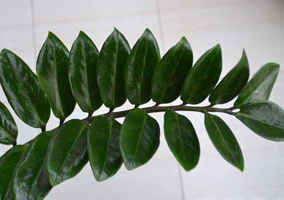 金錢樹的養(yǎng)殖方法和注意事項 花卉怎么養(yǎng)