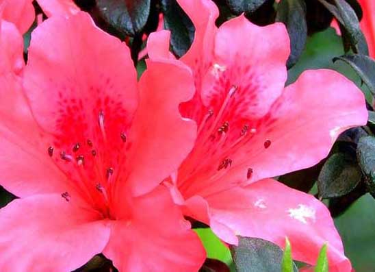 杜鵑花養(yǎng)殖方法