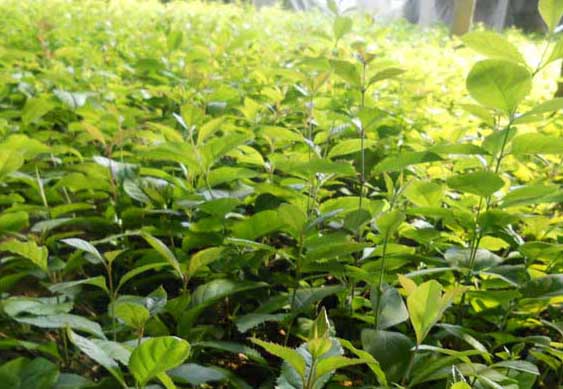 流蘇樹扦插技術(shù) 花卉的繁殖方法