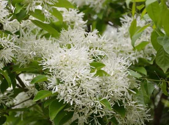 流蘇樹扦插技術(shù) 花卉的繁殖方法