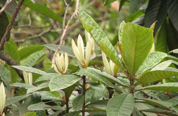 枇杷種植技術(shù)