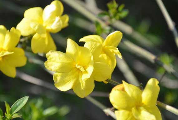 迎春花的特點(diǎn)有哪些? 花卉種植方法