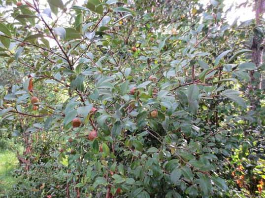 茶油樹(shù)種植技術(shù) 經(jīng)濟(jì)作物種植技術(shù)