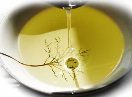 茶油多少錢一斤? 經(jīng)濟作物種植管理方法