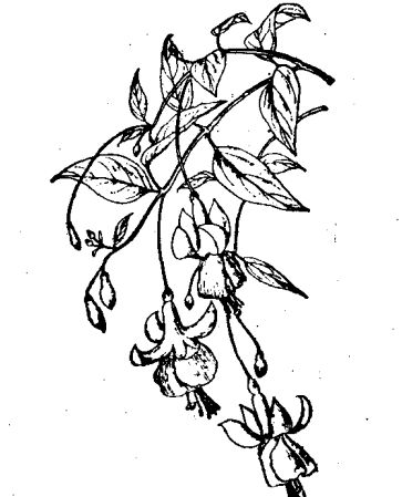 吊鐘海棠的習(xí)性與栽培管理 海棠養(yǎng)殖方法